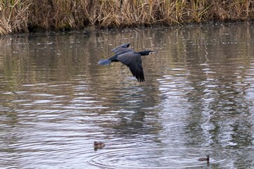A great cormorant in flight over the river