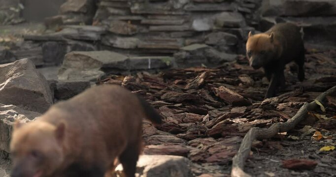 Bush dog (Speothos venaticus) in nature. Bush dogs are found from Panama in Central America, through much of South America.