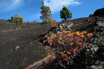 die Natur erobert langsam wieder die Aschefelder nach den Vulkanausbrüchen auf der Kanaren-Insel LaPalma