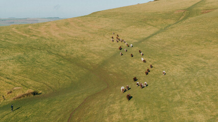 A herd of cows are walking across a grassy hill