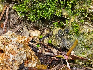 Macro shot of an ant moving across a rugged terrain with moss, rocks, and organic debris
