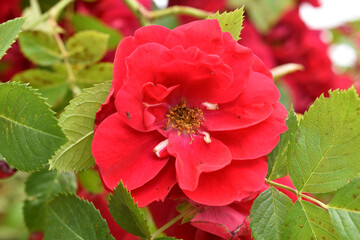 Obraz premium Spring. Close-up of a red flower emerging from a branch of a rose bush.