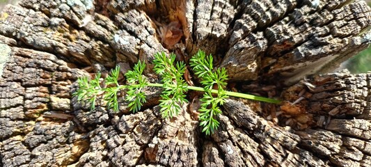 Medicinal herbs and leaves.