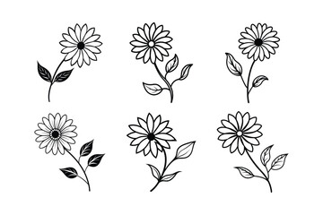 Cape Daisy (Osteospermum spp.) line art vector illustration