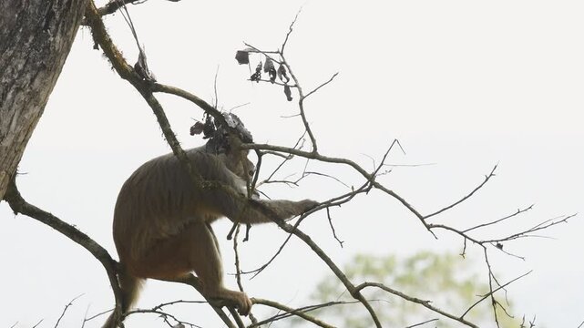 Full shot of Rhesus macaque or Macaca mulatta monkey baby eating fruits leaves tree branch in winter morning light dhikala zone safari of jim corbett national park or tiger reserve uttarakhand india