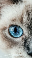 Close-up of a cat's mesmerizing blue eye. The soft fur and intense gaze create a captivating image.