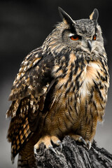 Majestic Great Grey Owl Perched with Intense Gaze