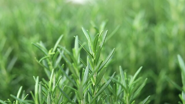 The green rosemary plant