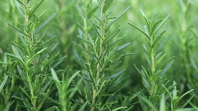 The green rosemary plant