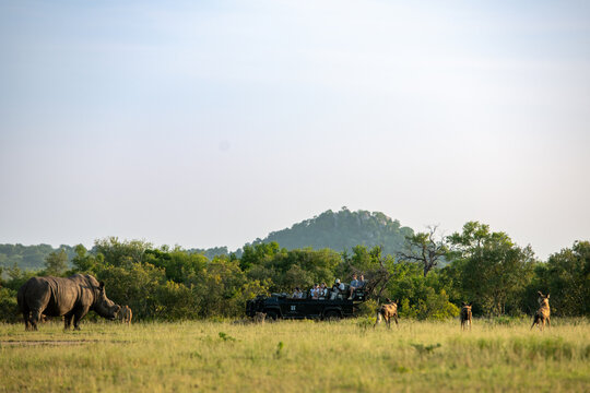 Fototapeta A safari vehicle viewing a rhinoceros, Ceratotherium simum, wild dogs, Lycaon pictus, and lions, Panthera leo.