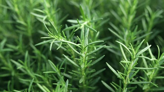 The green rosemary plant