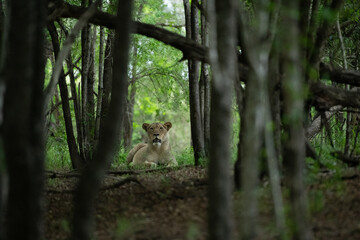 A lioness, Panthera leo, lying down amongst trees, direct gaze.