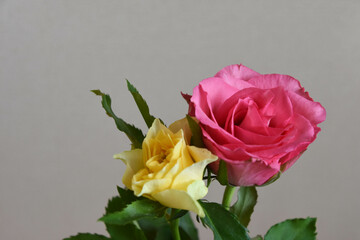 黄色とピンクのばら