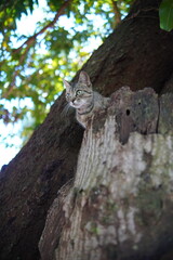 Obraz premium attentive cat on top of a tree