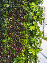plant on the wall near roadside in a city