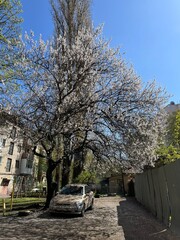 A picturesque scene of a blooming cherry tree against the backdrop of old houses.