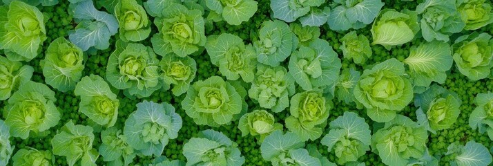 Aerial view of lush green cabbage plants in a garden during daytime