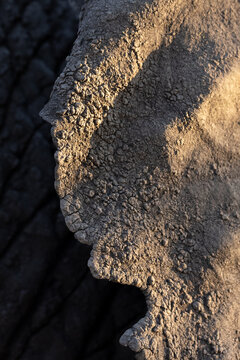 Close-up of an elephants ear,  Loxodonta africana.