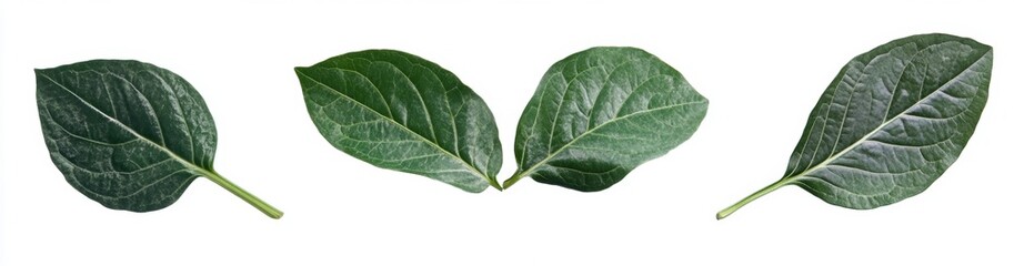 Obraz premium Green leaves isolated on white background, design element