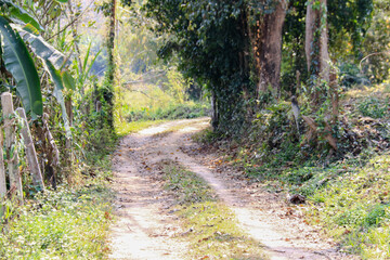 Obraz premium A winding dirt road surrounded by tall, shady trees leads to remote farmlands. This peaceful rural scene highlights the connection between nature and agricultural life.