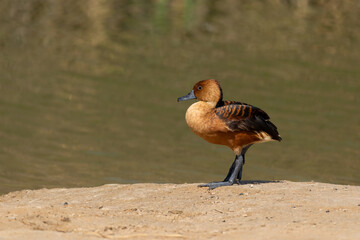 Lone Fulvous whistling duck standing on the sandy banks of the lake