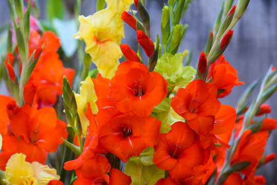 Red and yellow blooming gladiolus growing in the garden - Powered by Adobe