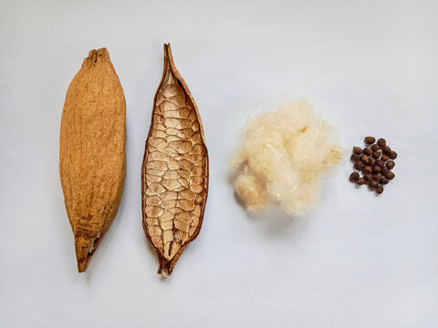 Kapok, Ceiba pods (Ceiba pentandra) on white background. White cotton fiber from kapok fruit. Kapok with its white cotton-like fiber.