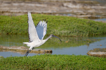 African sacred ibis with its wings raised is ready for take off