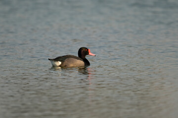 Rosy-billed pochard swimming away in the lake