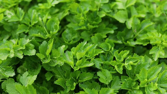 Green parsley celery plant