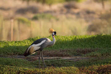 Lone Grey crowned crane standing on the grass at the edge of the lake