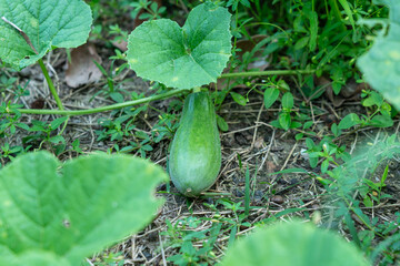 A young pumpkin that has started to grow for a while and will have a long shape.