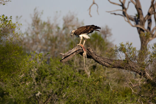 A martial eagle, Polemaetus bellicosus, in a tree with a dead water monitor lizard, Varanus salvator.