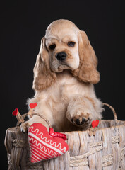 American cocker spaniel puppy 