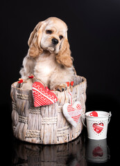 American cocker spaniel puppy 