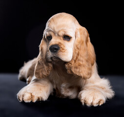 American cocker spaniel puppy 
