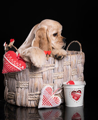 American cocker spaniel puppy 