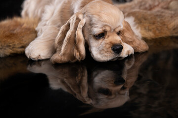 American cocker spaniel puppy 