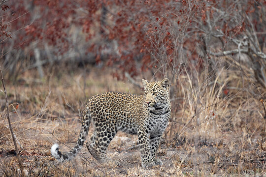 A young leopard, Panthera pardus, head turned looking back.