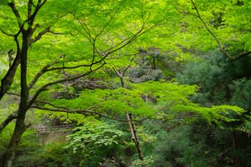 緑のもみじ_山の中