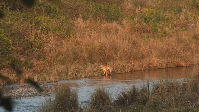 Wide shot of wild female tiger or panthera tigris standing in middle of ramganga river water stream in golden hour sunset light dhikala jim corbett national park forest tiger reserve uttarakhand india