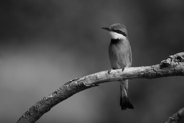Mono little bee-eater on tree with catchlight