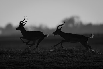 Mono male impala runs after another silhouetted