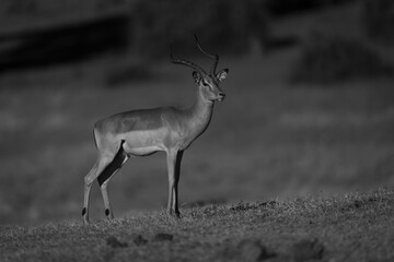 Mono male impala on floodplain watching camera
