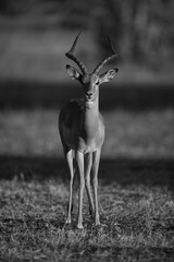 Mono male impala facing camera on savanna