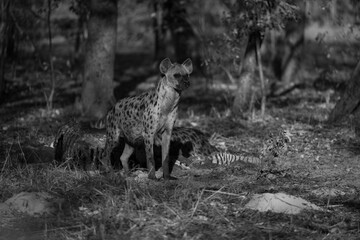 Mono spotted hyena in woods by kill