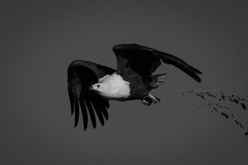 Mono African fish eagle dives from tree