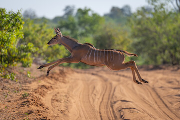 Female greater kudu jumping over dirt track