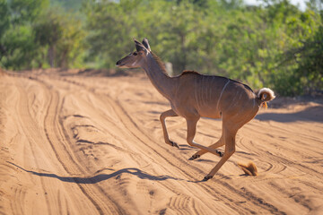 Female greater kudu gallops across sandy track