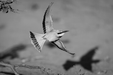 Mono little bee-eater casts shadow leaving branch